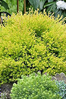 Thuja occidentalis Rheingold