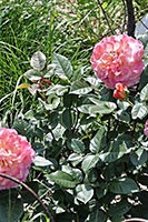 rose Augusta Luise