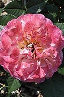 роза Augusta Luise