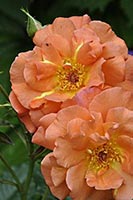 роза Westerland
