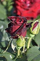 rose Black Baccara