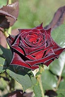  Black Baccara