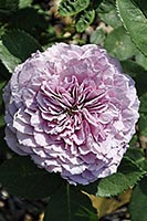 роза Lavender Ice