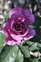 rose Shocking Blue