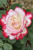 роза Jubile du Prince de Monaco