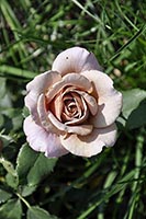роза Koko Loco
