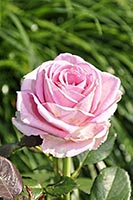 rose Angagement