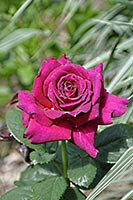 роза Big Purple