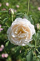 роза Lichfield Angel