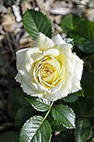 роза Nadia Meillandecor
