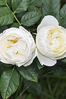 роза Uetersener Klosterrose