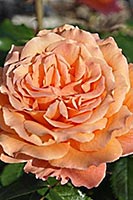 rose Belvedere