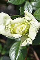 роза Эльф зеленый