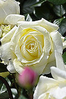 роза Эльф цветок