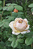 rose Charles Darwin