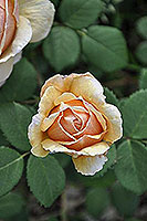 rose Charles Darwin