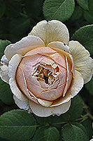 rose Charles Darwin