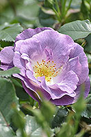 роза Blue For You цветок