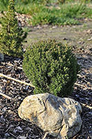 Thuja occidentalis Teddy