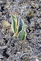 Tulips in hoarfrost