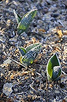 Tulips in hoarfrost