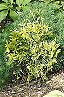 Thuja Yellow Ribbon