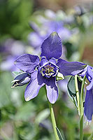 aquilegia