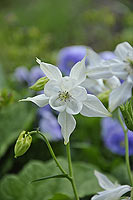 aquilegia