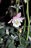 aquilegia