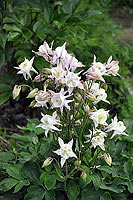 aquilegia