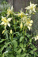 Hosta