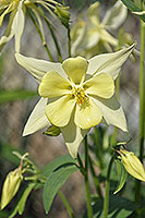 aquilegia