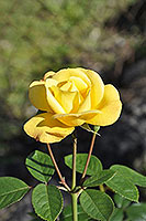роза Artur Bell