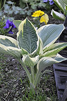 Hosta