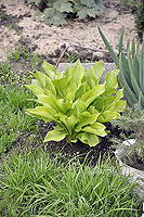 Hosta