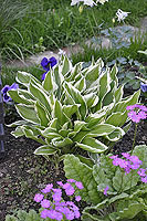 Hosta