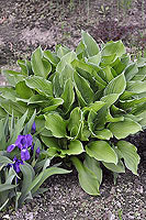 Hosta