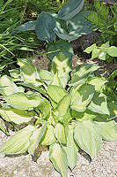 Hosta