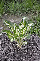 Hosta