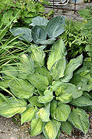 Hosta