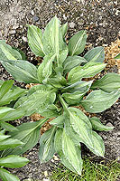 Hosta