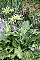 Hosta