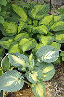 Hosta