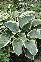 Hosta