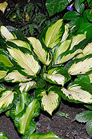 Hosta