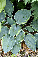 Hosta