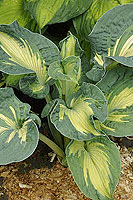 Hosta