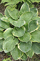 Hosta