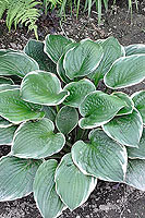 Hosta