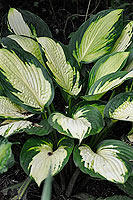 Hosta